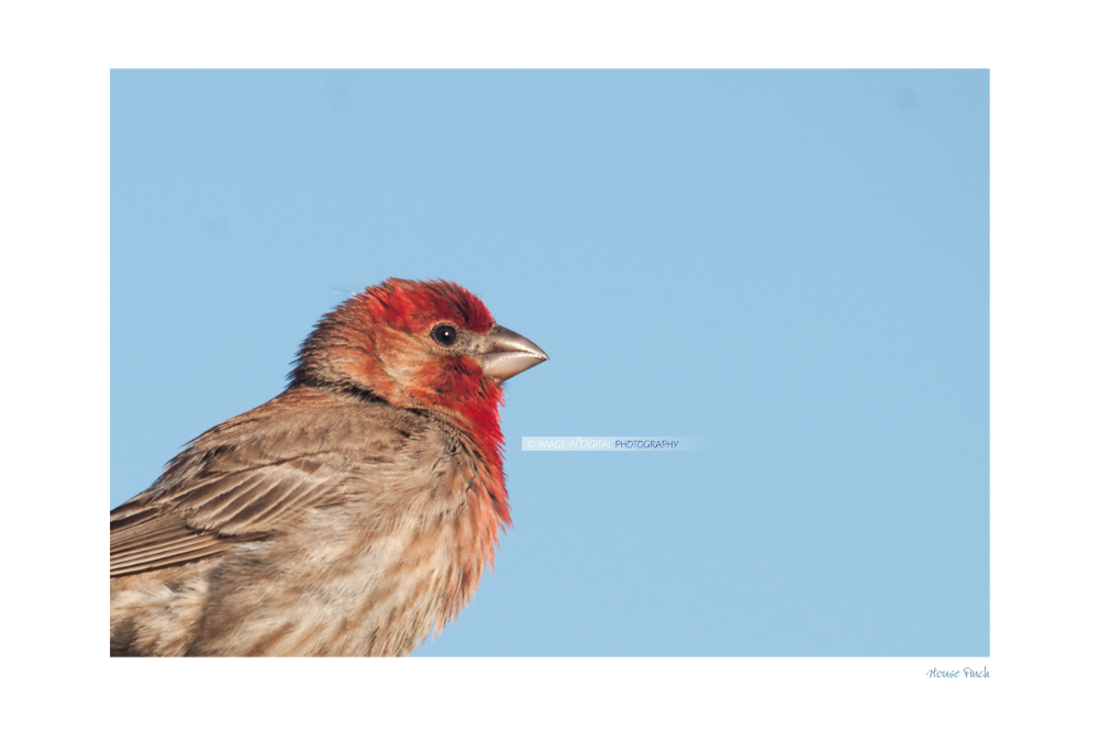 House Finch Profile